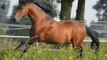 chevaux espagnols - belle andalouse