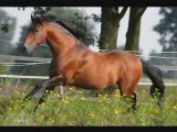 chevaux espagnols - belle andalouse