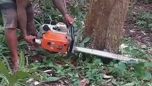 Expert cutter cutting big tree 🌲🌲