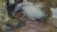 Alimentando al manón II.