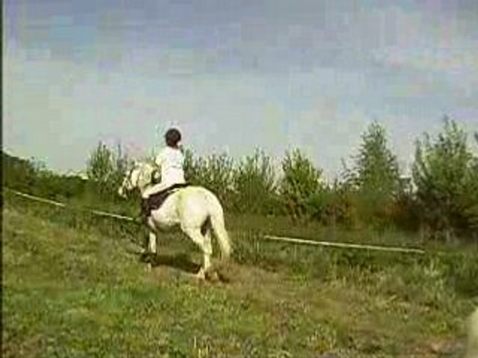 Ma puce en saut