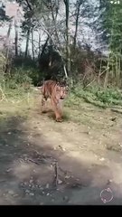 Tripped Into Time, Forged A Legend - Rise Of The Ragged Hero - Full Movie