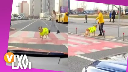Perrito avisa a automovilistas que su amo ciego va cruzar