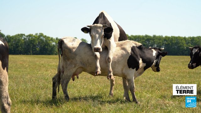 Des vaches plus petites et moins polluantes pour réduire les gaz à effet de serre