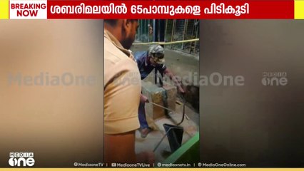ശബരിമലയിൽ നിന്ന് 65 പാമ്പുകളെ പിടികൂടി...