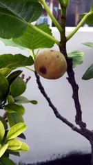 Figs (Anjeer) Growing in a Pot on My Terrace