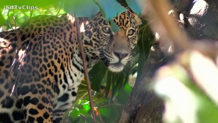 Celebrity Race Across The World S03E04 2025