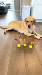 #funny video #shortvideo #viralvideo #funnyadda#