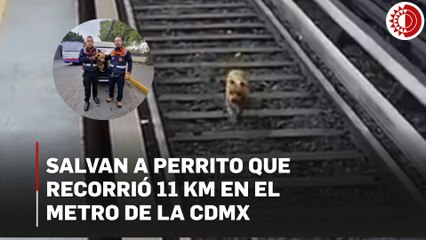 Perrito recorre 11 km en  Línea 2 del Metro; es rescatado sano y salvo
