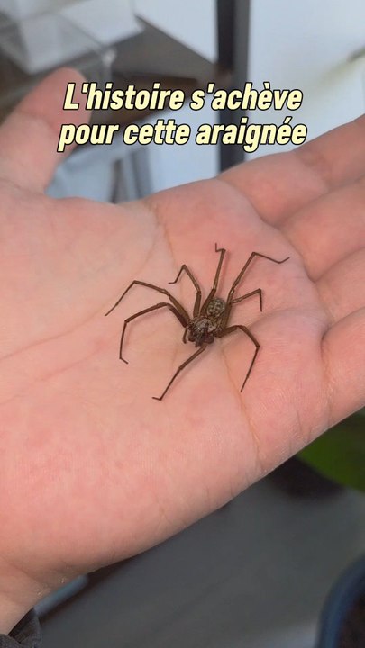 Au début de l'automne j'ai perdu cette magnifique araignée Eratigena atrica. 🙁Évidement je l'ai offerte à mes messor c'est très intéressant à observer mais surtout ça va permettre de nourrir les larves.