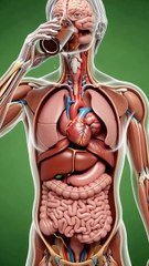 The 3D Journey of Chocolate Inside the Human Body #health #healthy #healthyfood #healthtips