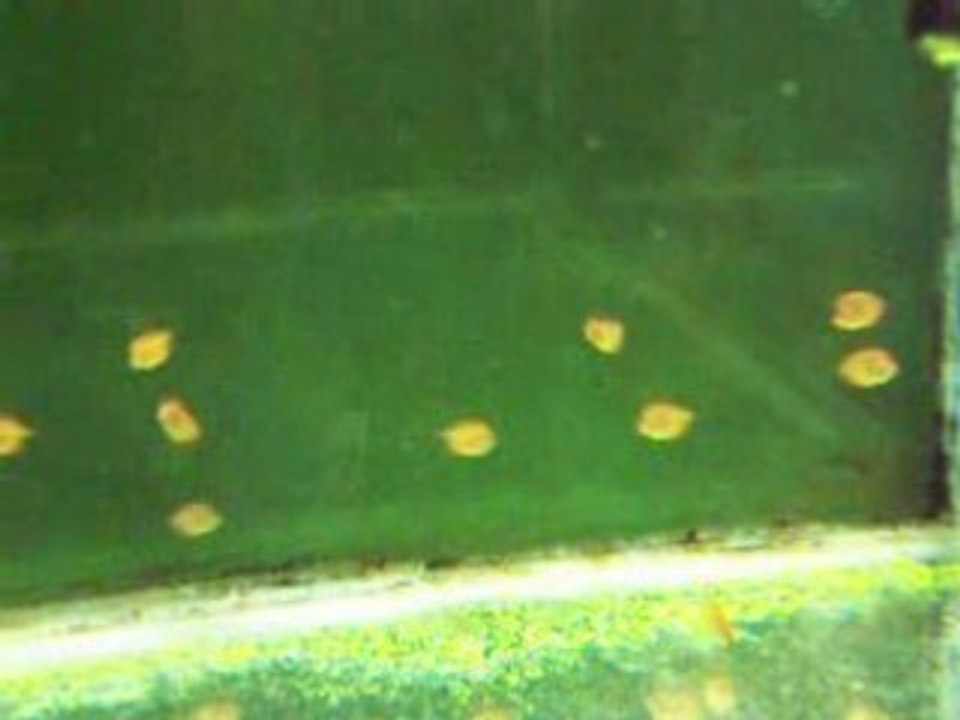 Video2