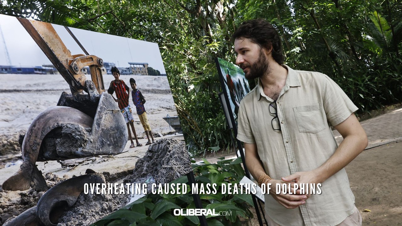 Overheating caused mass deaths of dolphins