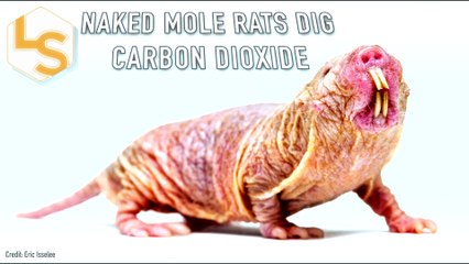 Naked Mole Rats Dig Carbon Dioxide