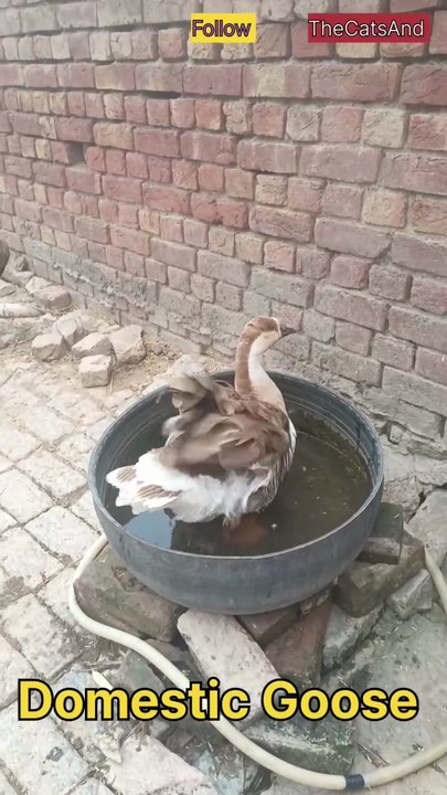 domestic Goose Sounds | Duck called | #foryou #duck #sound #short #TheCatsAnd