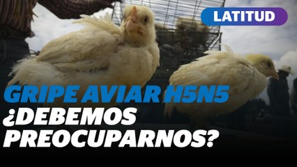 Primera muerte humana por H5N5 en EE.UU.: qué se sabe y cuál es el riesgo real | Reporte Indigo