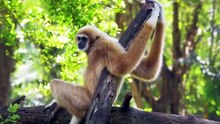 JUNGLE WILDLIFE