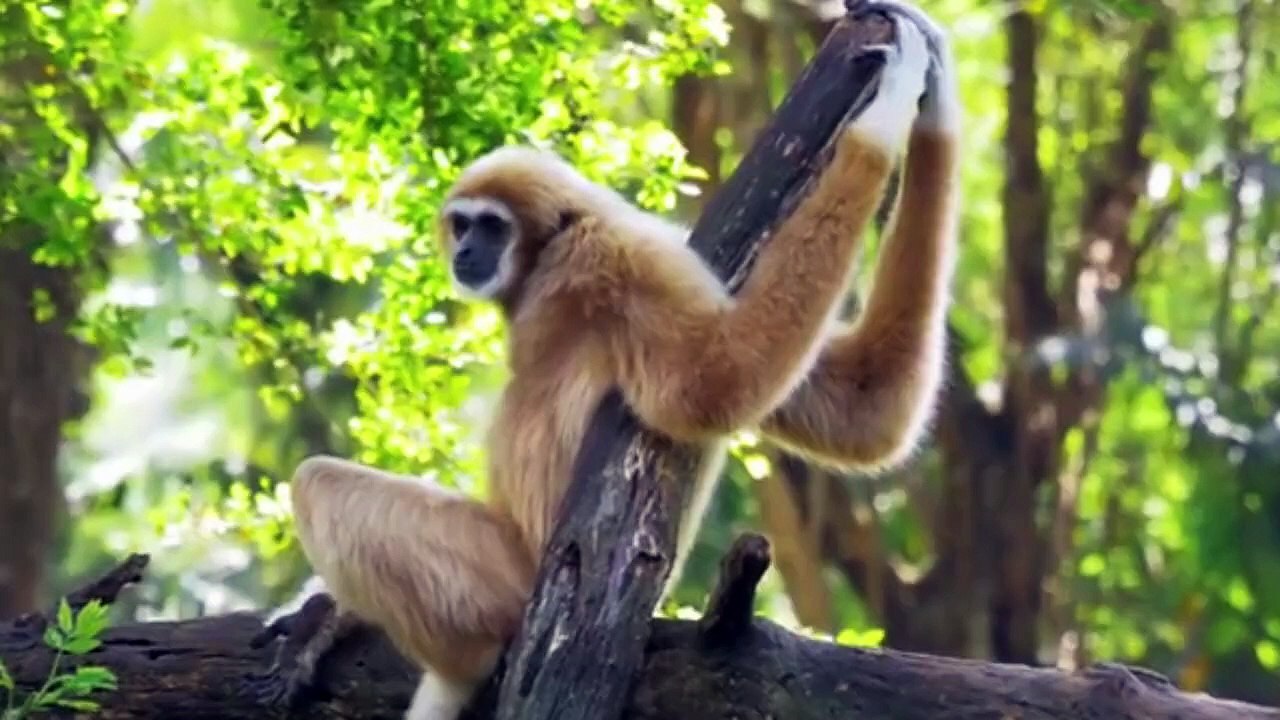JUNGLE WILDLIFE