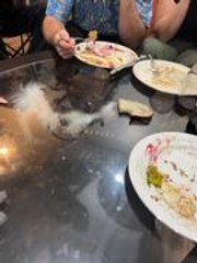 Dog Hilariously Tries to Reach Bread on Glass Table From Below
