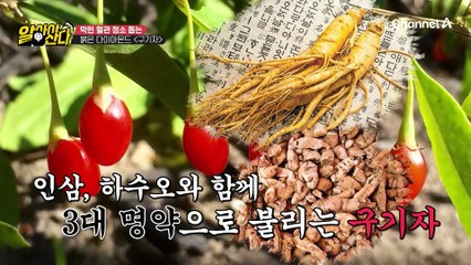 막힌 혈관 청소 돕는 붉은 다이아몬드의 정체는 '구기자'