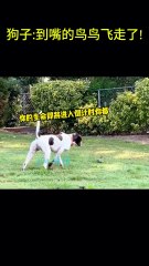 搞笑動物系列第252集 狗子到嘴的鸟鸟飞走了! #搞笑 #喵哥是萌新 #科普 #搞笑 #喵哥是萌新 #科普 #animals #貓咪 #https #貓咪 #funny #萌寵 #萌寵   #cat