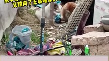 搞笑動物系列第253集 狗狗能被铁链拴起来的喵，绝对有故事! #搞笑 #喵哥是萌新 #科普 #搞笑 #喵哥是萌新#科普 #animals#貓咪 #https#貓咪 #funny #萌寵 #萌寵#cat