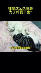 搞笑動物系列第251集 铺垫这么久就是为了给我下套 #搞笑 #喵哥是萌新 #科普 #搞笑 #喵哥是萌新 #科普 #animals #貓咪 #https #貓咪 #funny #萌寵 #萌寵#cat
