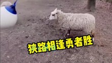 搞笑動物系列第250集  羊为什么喜欢撞东西呢给我个櫈我能看一天! #搞笑 #喵哥是萌新 #科普 #搞笑 #喵哥是萌新 #科普 #animals #貓咪 #https #貓咪 #funny #萌寵