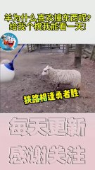 搞笑動物系列第250集  羊为什么喜欢撞东西呢给我个櫈我能看一天! #搞笑 #喵哥是萌新 #科普 #搞笑 #喵哥是萌新 #科普 #animals #貓咪 #https #貓咪 #funny #萌寵