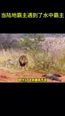 搞笑動物系列第255集 当陆地霸主遇到了水中霸主 #搞笑 #喵哥是萌新 #科普 #搞笑 #喵哥是萌新 #科普 #animals #貓咪 #https #貓咪 #funny #萌寵 #萌寵  #cat