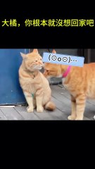 搞笑動物系列第258集 大橘，你根本就沒想回家吧！ #搞笑 #喵哥是萌新 #科普 #搞笑 #喵哥是萌新 #科普 #animals #貓咪 #https #萌寵 #funny #pets #cat