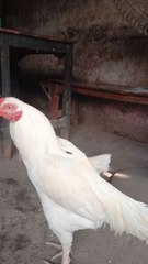 aseel murga beautiful ❤️