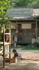 The Girl They Called a Curse… Becomes the Miracle They Beg For