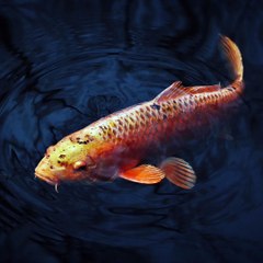 【Koto Music】 Nishikigoi