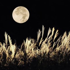 【Koto Music】 Singing Autumn Insects