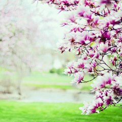 【Koto Music】 Spring Garden: 3re Mov.