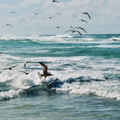 【Koto Music】 Migratory Birds