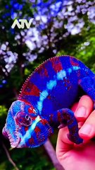 Stunning Blue Panther Chameleon | Nature’s Color-Shifting Master
