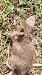 Romance between mouse and his wife ## trending