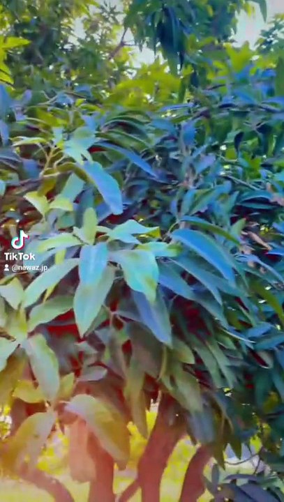 Sariki song