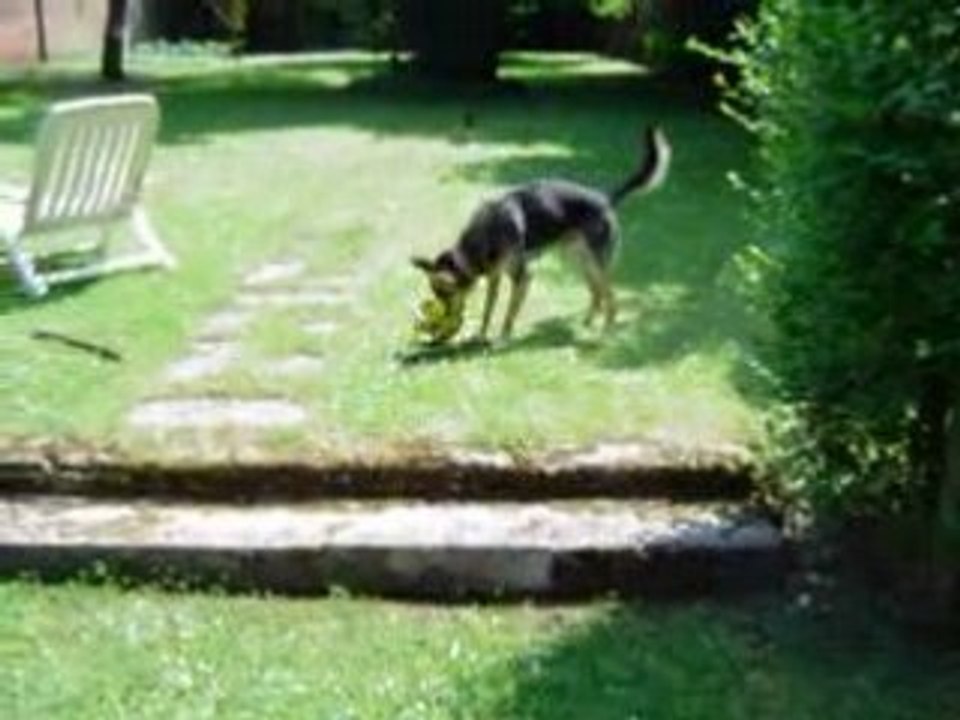 Buddy et sa balle