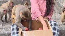 monkey eating Appel