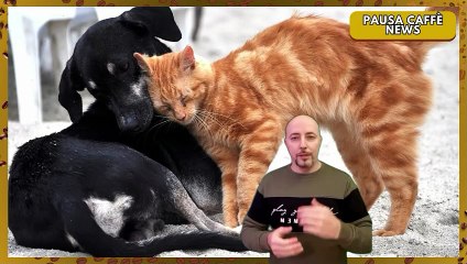 Norme UE storiche per cani e gatti più controlli, niente abusi e identità digitale obbligatoria