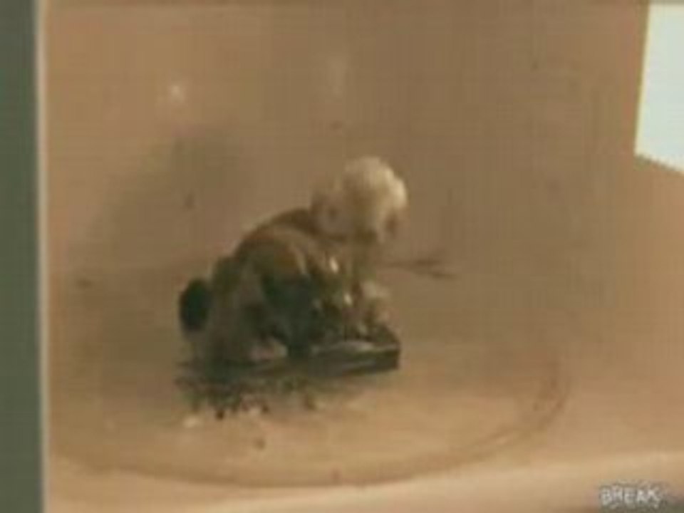 le telephone du diable