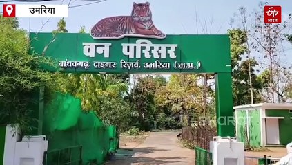 बाघिन ने शावकों के साथ गांव में जमाया डेरा, घरों में दुबके लोग, एक्टिव हुई बांधवगढ़ की टीम