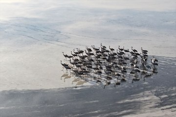 Eski ekosistemine kavuşan "Tuzla Palas Gölü" göçmen kuşları ağırlıyor
