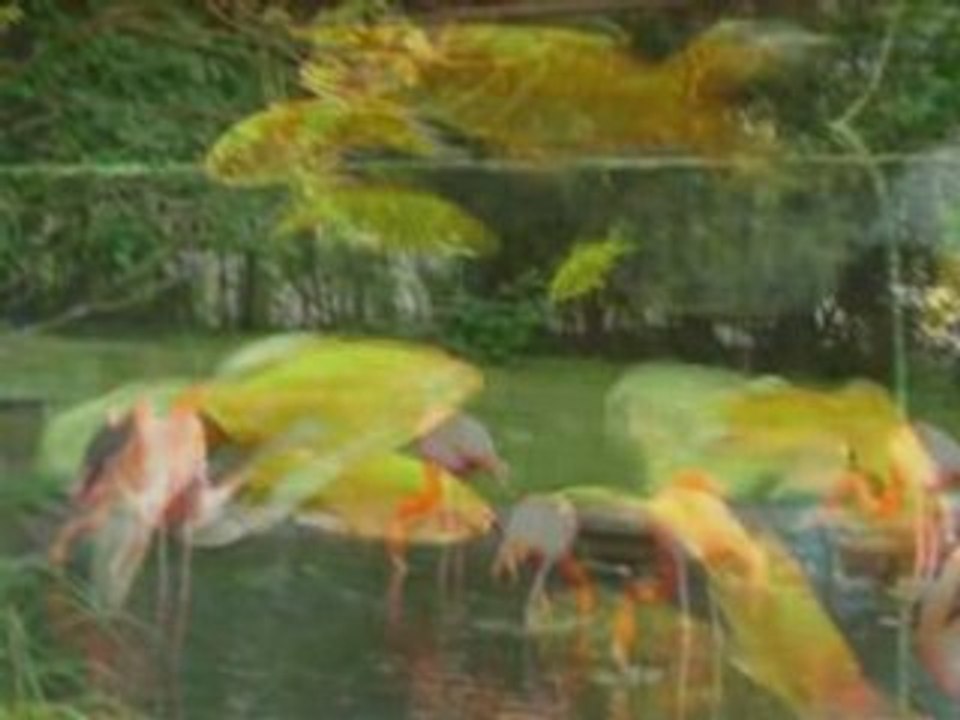 Paradisio