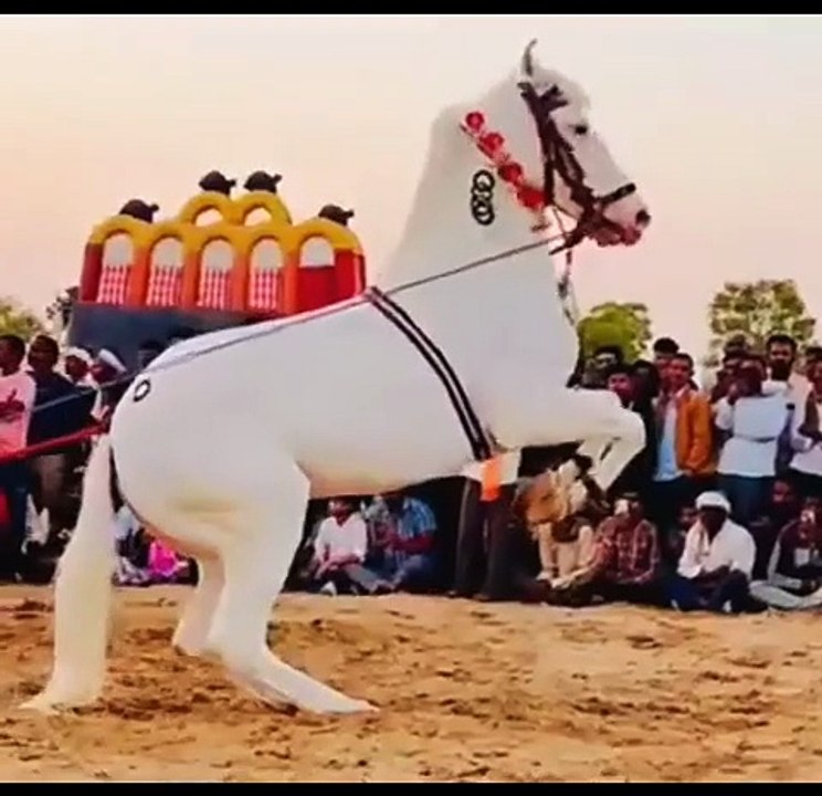 Horse beautiful dance