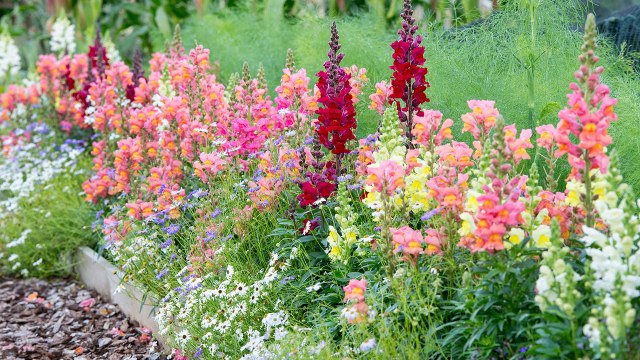 9 Gardening Tips For Growing A Big Snapdragon Garden