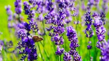 10 Gardening Mistakes That Could Harm Your Lavender